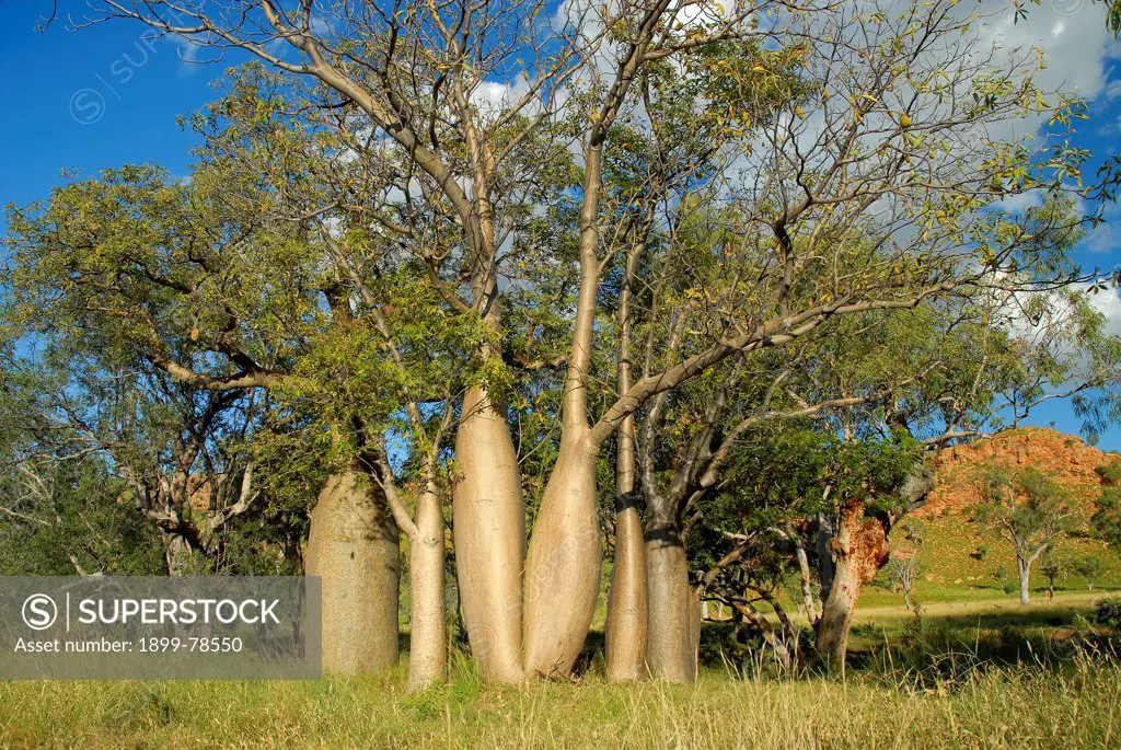 Boab trees, Mornington Wildlife Sanctuary, central Kimberley, Western Australia