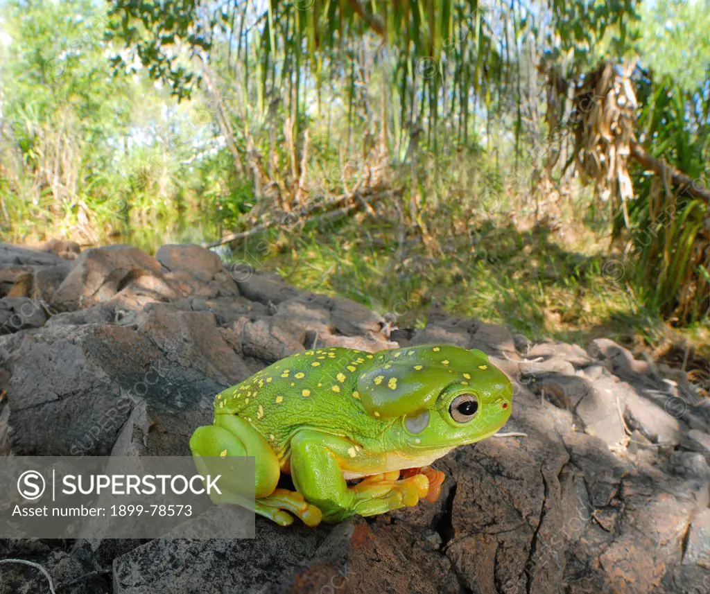 Magnificent tree frog, Mornington Wildlife Sanctuary, central Kimberley, Western Australia