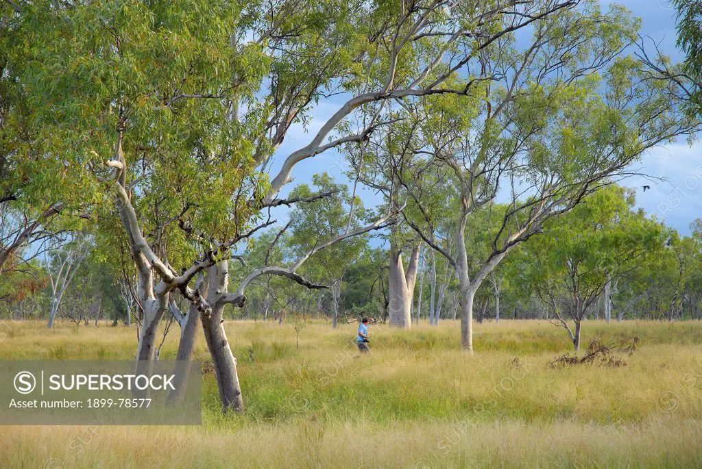 Fauna surveyor Michael Mahony at a remote tropical savannah woodland with red gums on the Hann River floodplain, Mornington Wildlife Sanctuary, central Kimberley, Western Australia