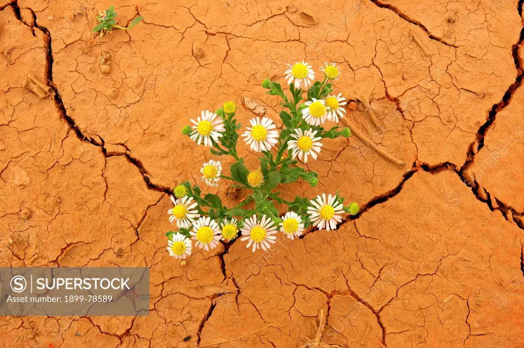 Burr daisies in cracking clay, Cravens Peak Station, Southwestern Queensland, Australia