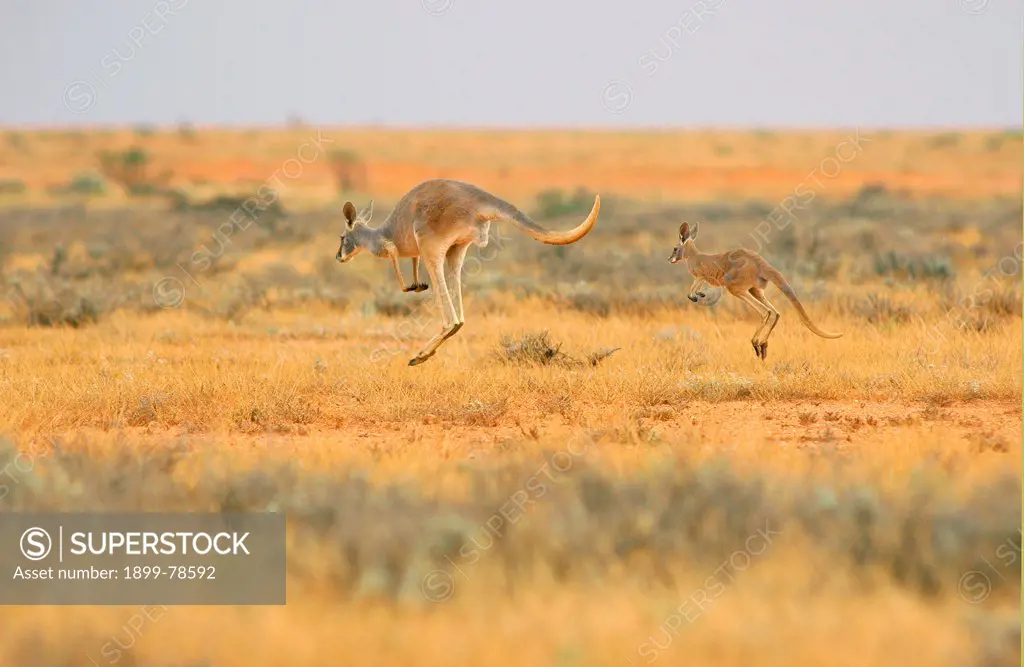 Red kangaroos bounding on the extensive chenopod plains in sheep country, Central east South Australia
