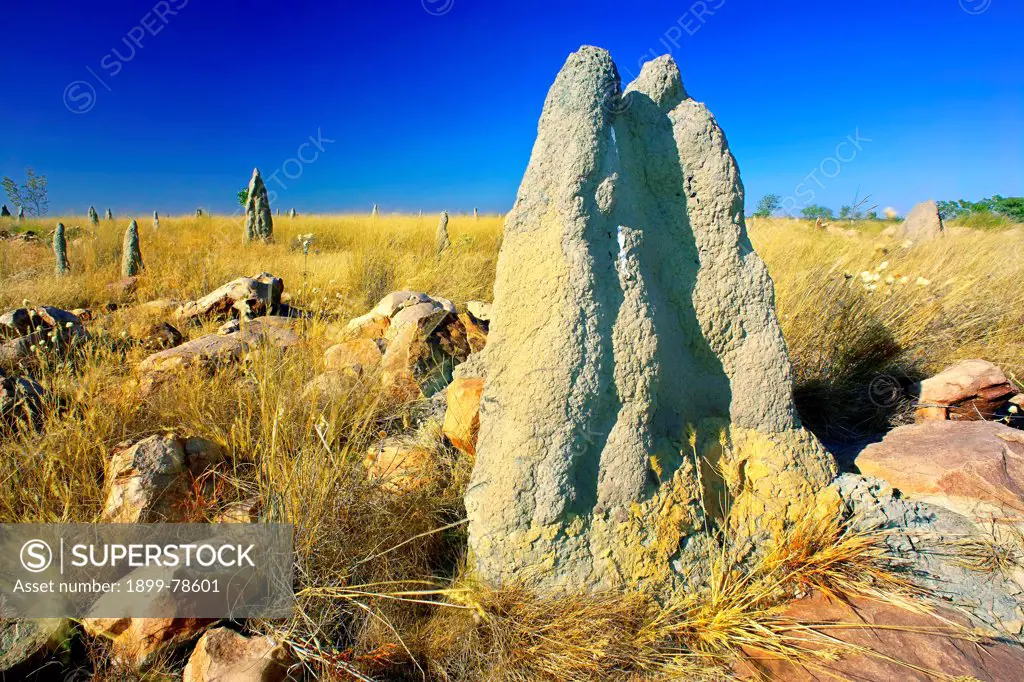 Termite mounds on plateau grassland, Broadmere Station, western Gulf of Carpentaria, Northern Territory, Australia