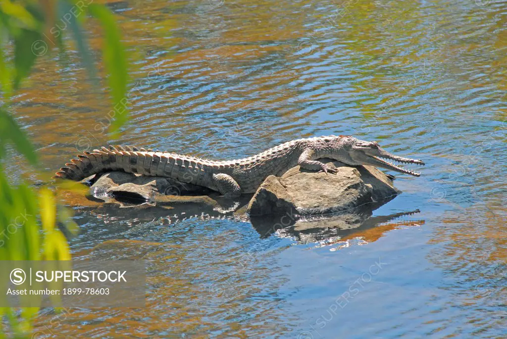 Freshwater crocodile basking on boulder in shallow river, Wongalara Station Reserve, southeast Arnhem Land, Northern Territory, Australia