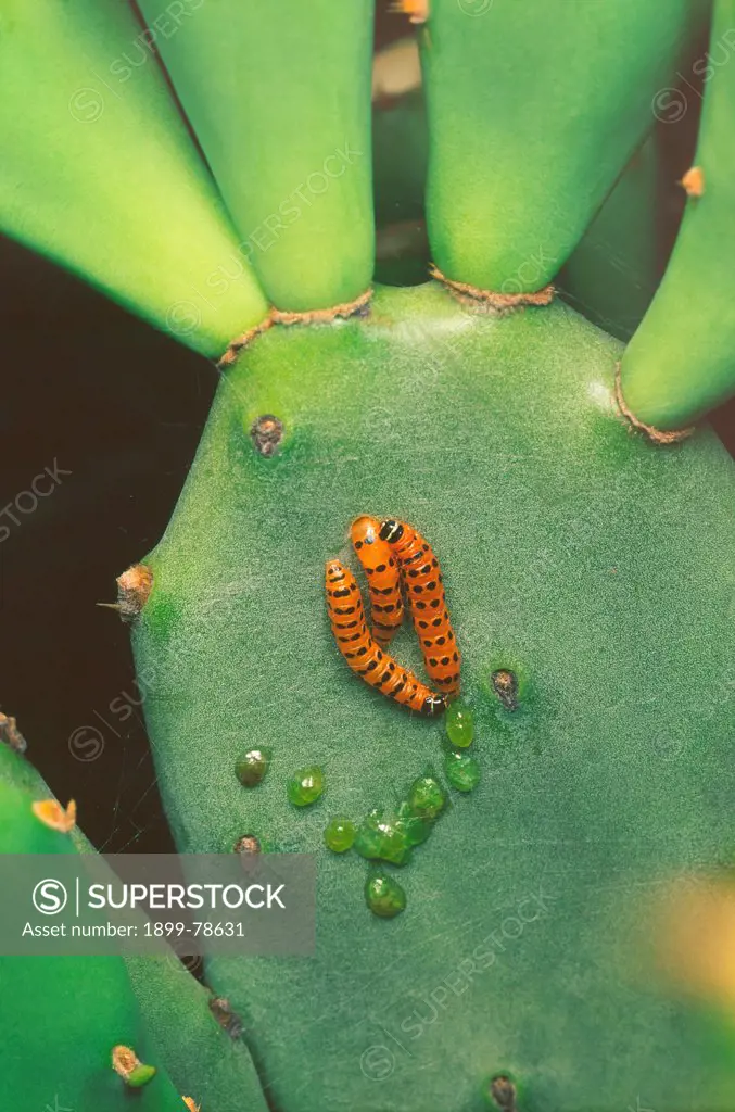 Cactus moth caterpillars feeding on Prickly pear, caterpillar was introduced as biological control, Queensland, Australia