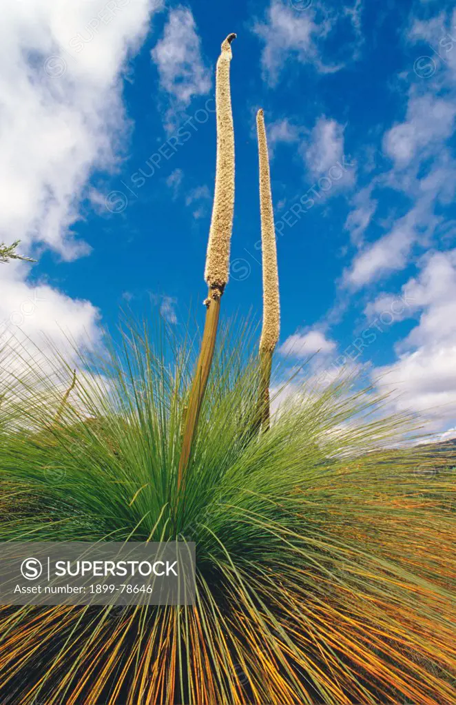 Austral grass tree flowering, Tidbinbilla Nature Reserve, Australian Capital Territory
