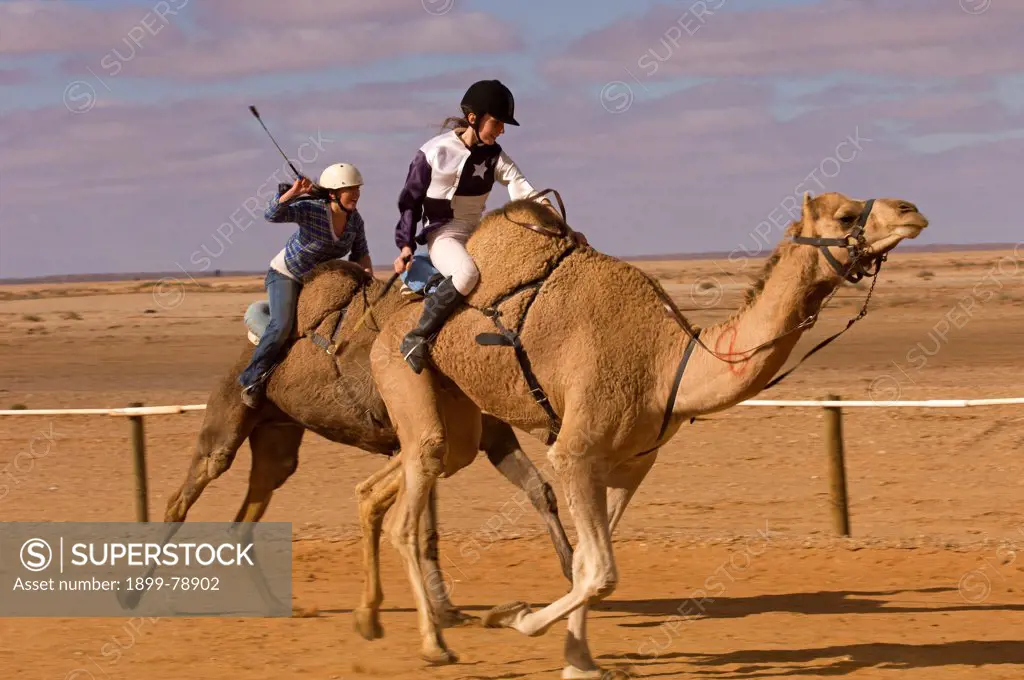 Camels race, Marree, South Australia
