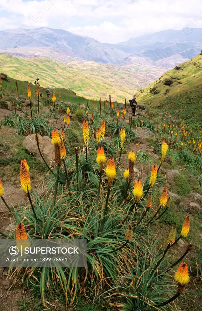 Red hot pokers has medicinal properties and its rhizome is edible, Bwahit Pass, Semien Mountains National Park, Ethiopia