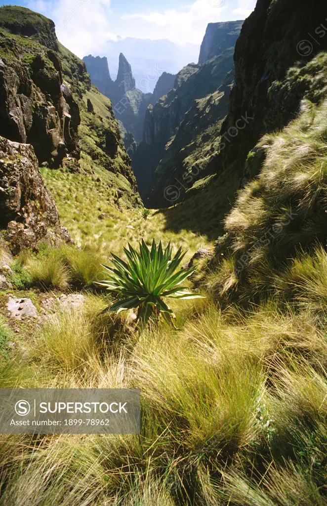 View from Saha with Giant lobelia, Simien Mountains National Park, Ethiopia