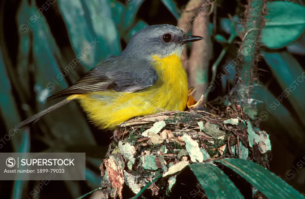 Eastern yellow robin at nest Lismore, New South Wales, Australia