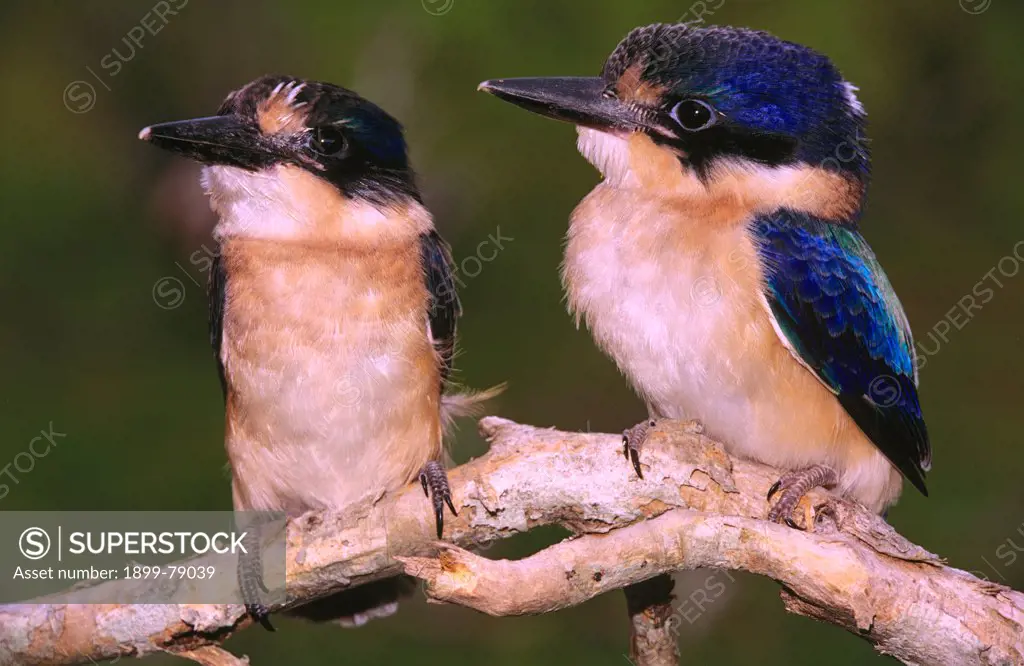Forest kingfisher fledglings Lismore, New South Wales, Australia