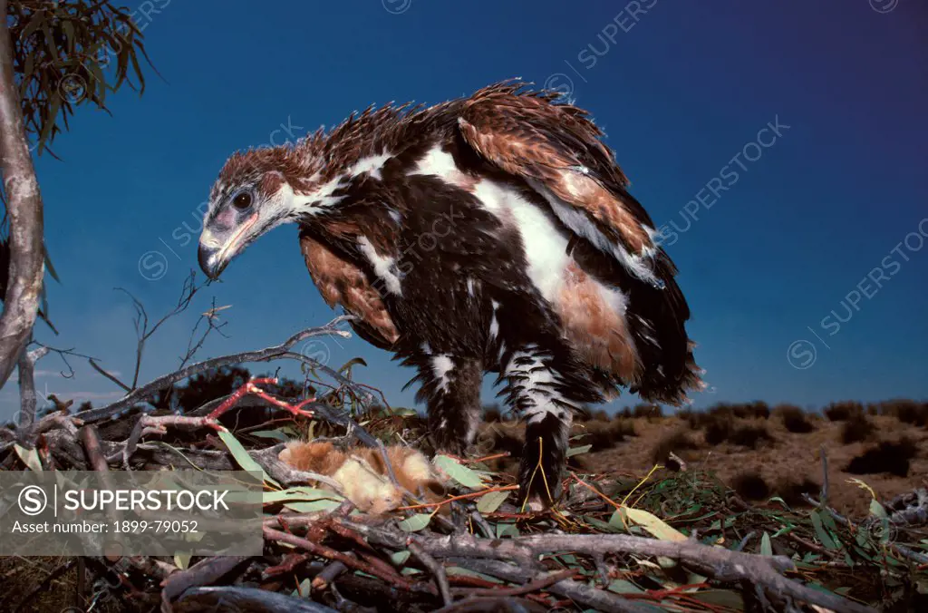 Wedge-tailed eagle chick on nest, almost fledged, Near Birdsville, Queensland, Australia