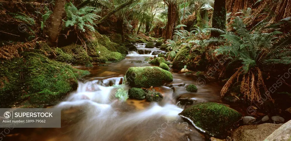 Stream flowing through rainforest, Blue Tier, Northeast Highlands, Tasmania, Australia