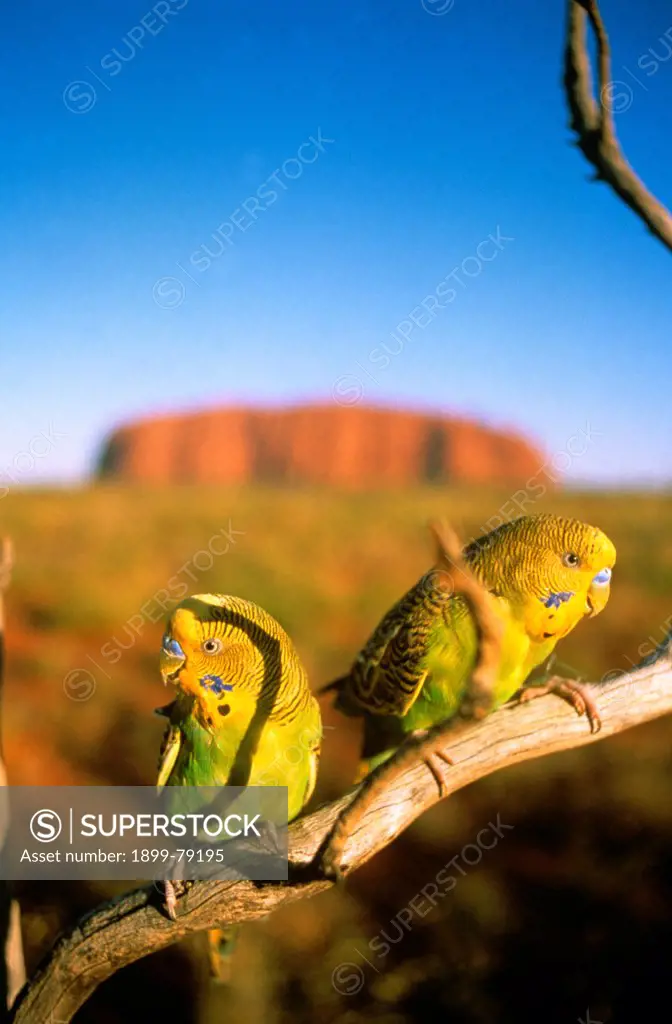 Budgerigar, Central Australia, Australia