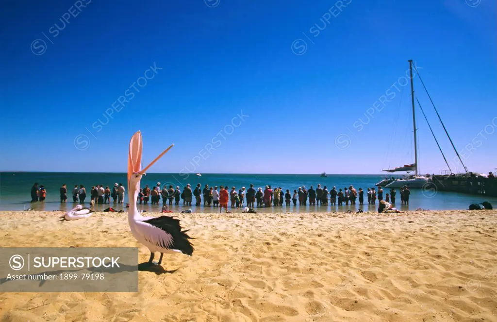 Dolphin watchers on beach with Australian pelican in foreground, Monkey Mia, Shark Bay, Western Australia