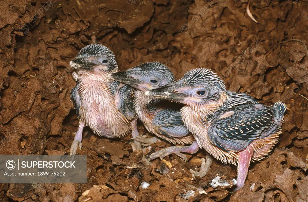 Sacred kingfisher chicks, about 12 days old