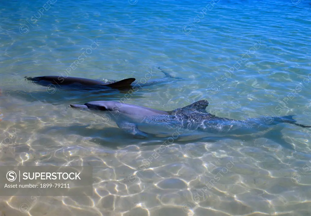 Bottlenose dolphin two in shallow water Monkey Mia, Peron National Park, Shark Bay, Western Australia