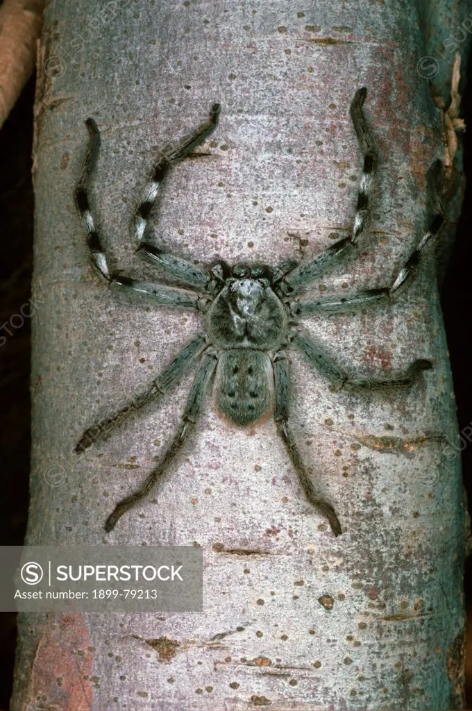 Huntsman spider, Shell Beach, Peron Peninsula, Western Australia