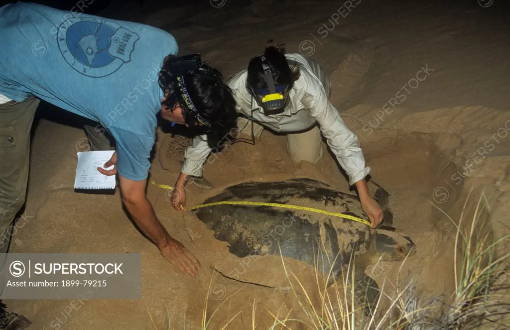 Flatback turtle being tagged by researchers at night, near Karratha, Western Australia