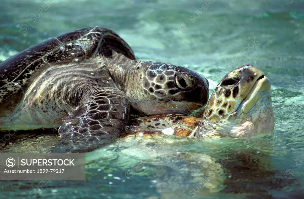 Green sea turtles mating, Lady Musgrave Island, Capricorn-Bunker Group, Great Barrier Reef, Queensland, Australia