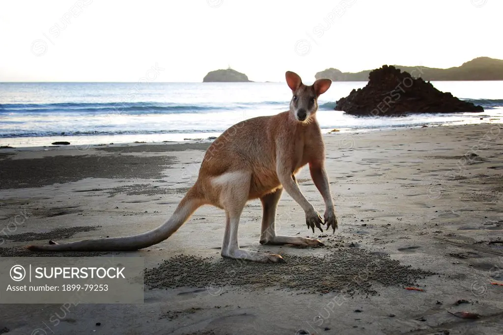 Eastern grey kangaroo group on beach Cape Hillsborough National Park, Queensland, Australia
