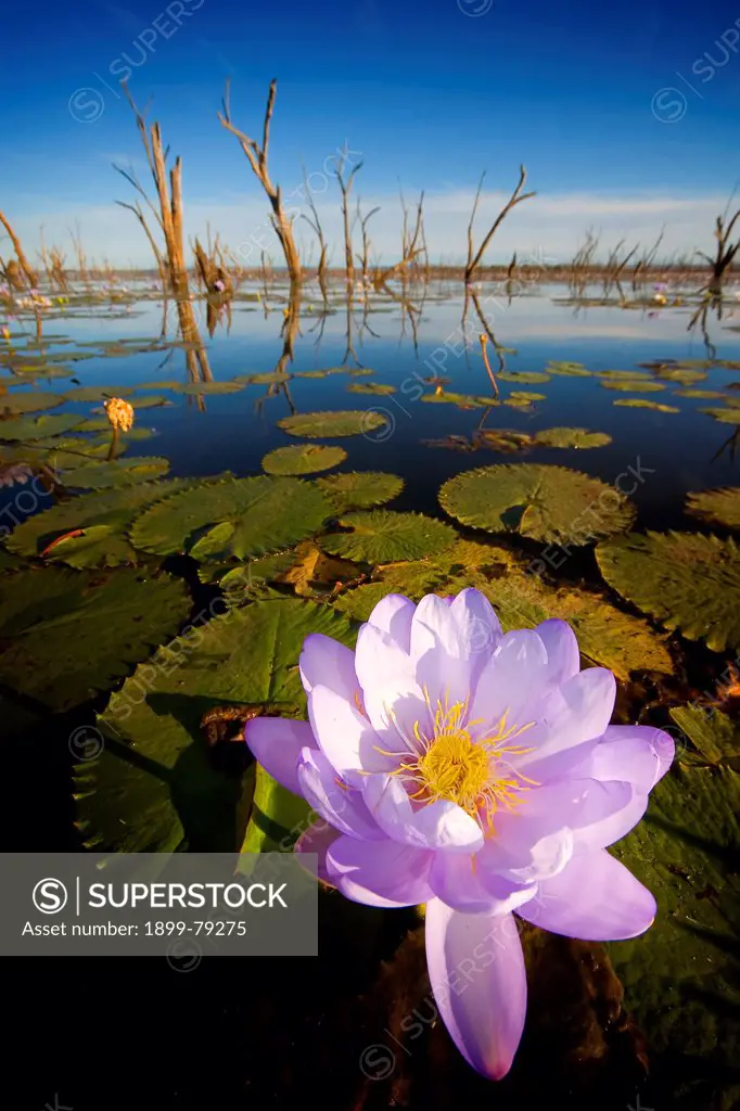 Water lily and dead trees in Lake Nuga Nuga, Lake Nuga Nuga National Park, Central Queensland, Australia