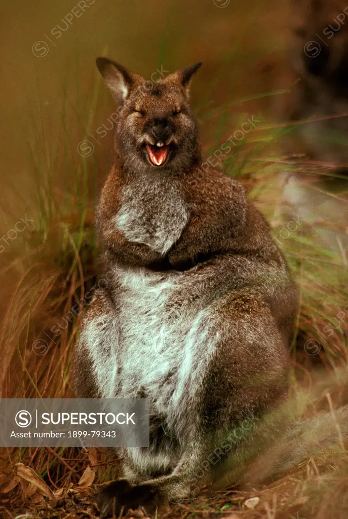 Red-necked Bennett's wallaby, Australia