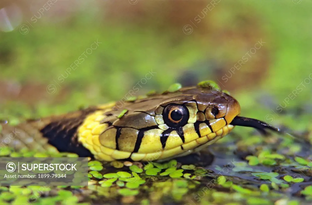 Ringed snake Grass snake in water with duckweed and tip of forked tongue protruding from mouth United Kingdom