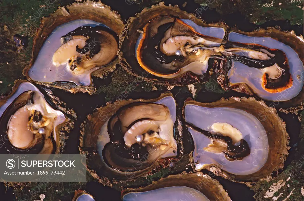 Oyster shells with seeded pearls, Kuri Bay, Shark Bay, Western Australia
