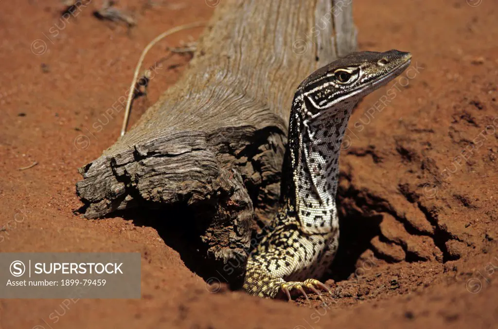Yellow-spotted monitor emerging from burrow Amadeus Basin, Northern Territory, Australia