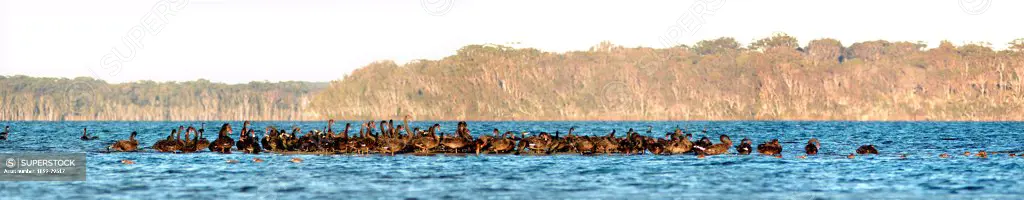 Black swans flock on lake, Lake Wollumboola, New South Wales, Australia