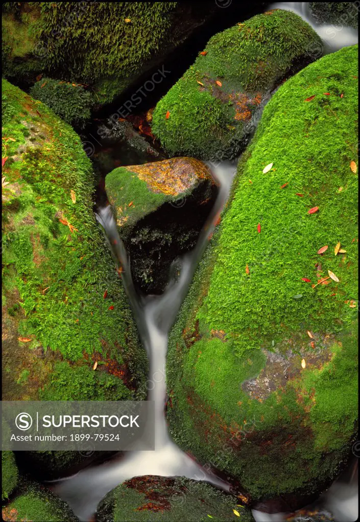 Carters Creek, a small cascade between moss-covered boulders on Brown Mountain, Bemboka Section, South East Forest National Park, New South Wales, Australia