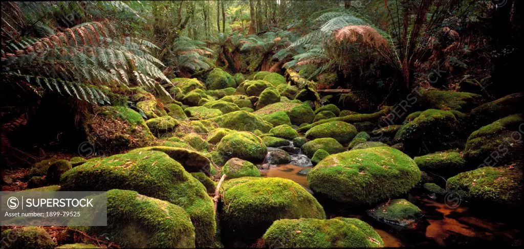 Carters Creek flowing through moss-covered boulders in temperate rainforest Brown Mountain, Bemboka Section, South East Forest National Park, New South Wales, Australia
