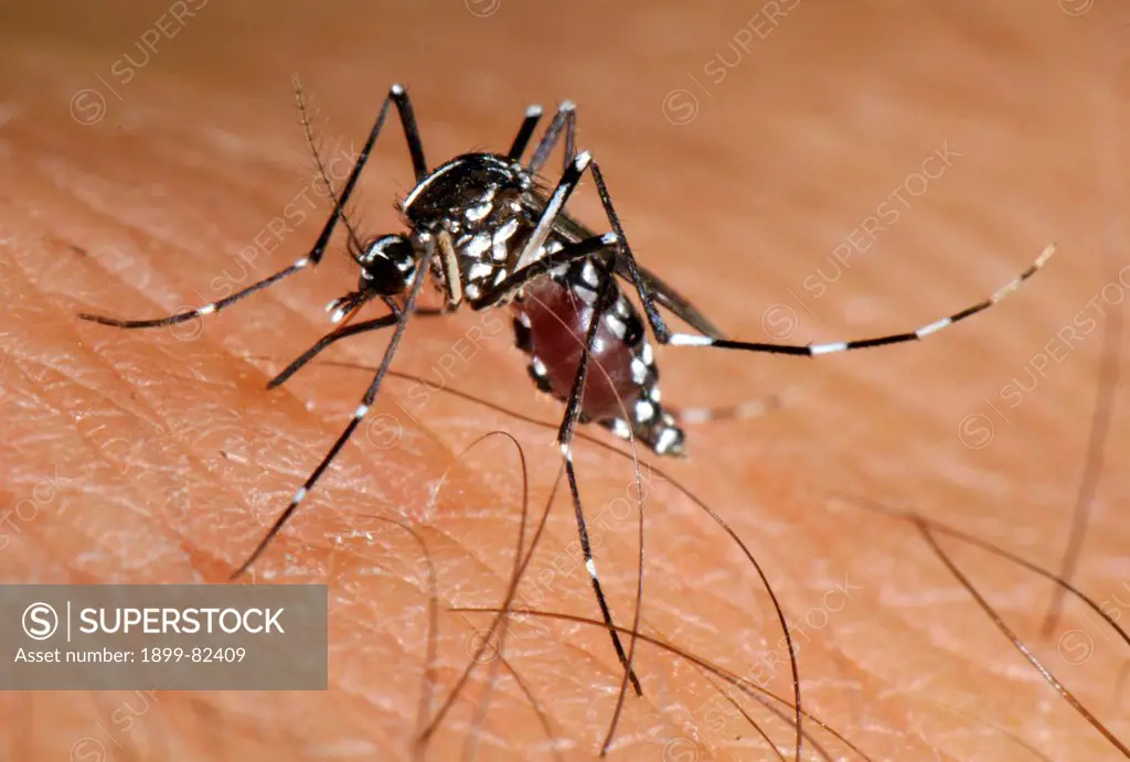 Tiger mosquito, Aedes albopictus, stinging man