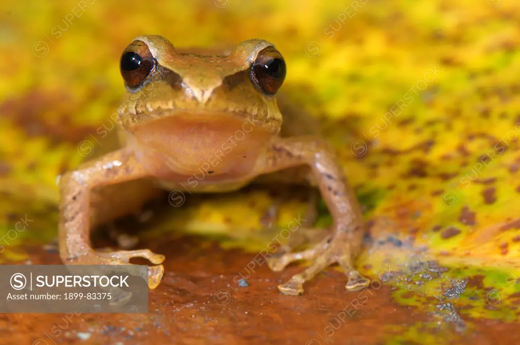 Pristimantis danae, Cuzco Robber frog, adult specimen on dead leaf, road between Cusco and Manu Park (Peru)