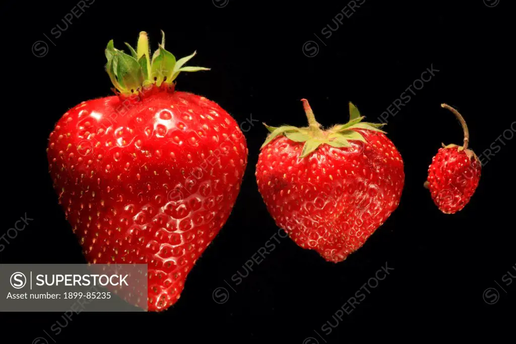 Strawberry large, small and forest strawberry.