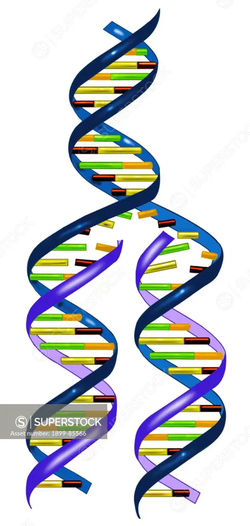 Genetics DNA