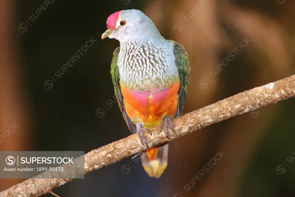 Rose-crowned fruit pigeon (Ptilinopus regina), lives in rainforest, monsoon forest, vine thickets and mangrove and paperbark forest, Southern Queensland, Australia. 01/11/2000