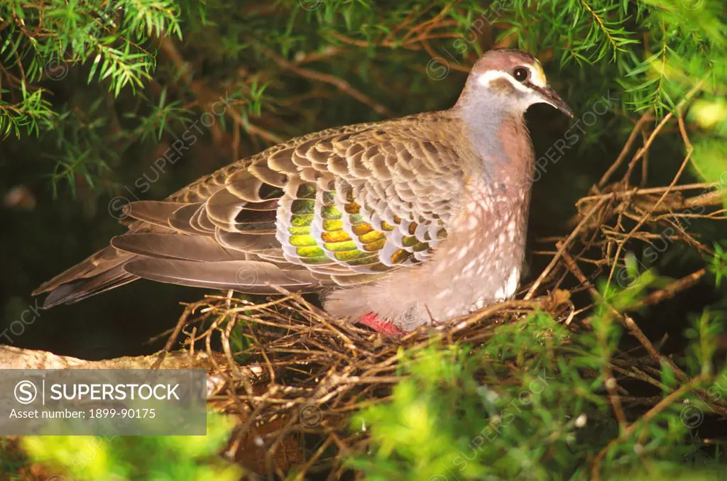 Common bronzewing pigeon (Phaps chalcoptera), in undergrowth, Southern Queensland, Australia. 01/11/2003