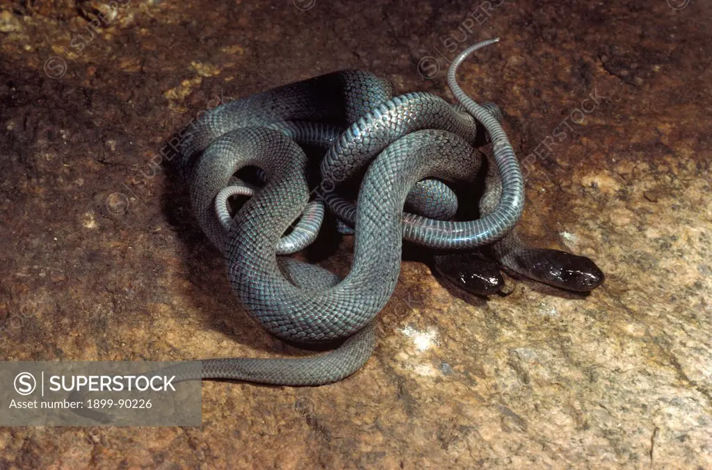 Spotted black snakes (Pseudechis guttatus), two, mating or fighting, combat involves biting though there appear to be no effects from the bites, West of Dubbo, New South Wales, Australia. 01/11/2005