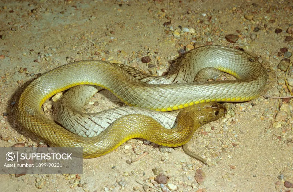 Inland taipan (Oxyuranus microlepidotus), the world's most venomous land snake but shy, it will flee if possible, Simpson Desert, Northern Territory, Australia. 01/11/2000
