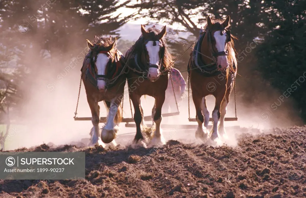 Clydesdale horses (Equus caballus), ploughing Northwest Tasmania, Australia. 01/11/2001