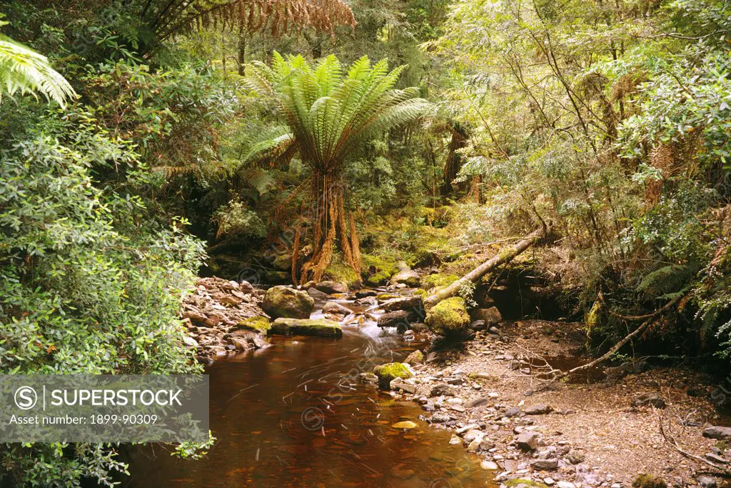 Guthries Creek, in rainforest that is recognised as being one of the world's most significant tracts of temperate rainforest, Tarkine Wilderness, far northwestern Tasmania, Australia. 01/11/2004