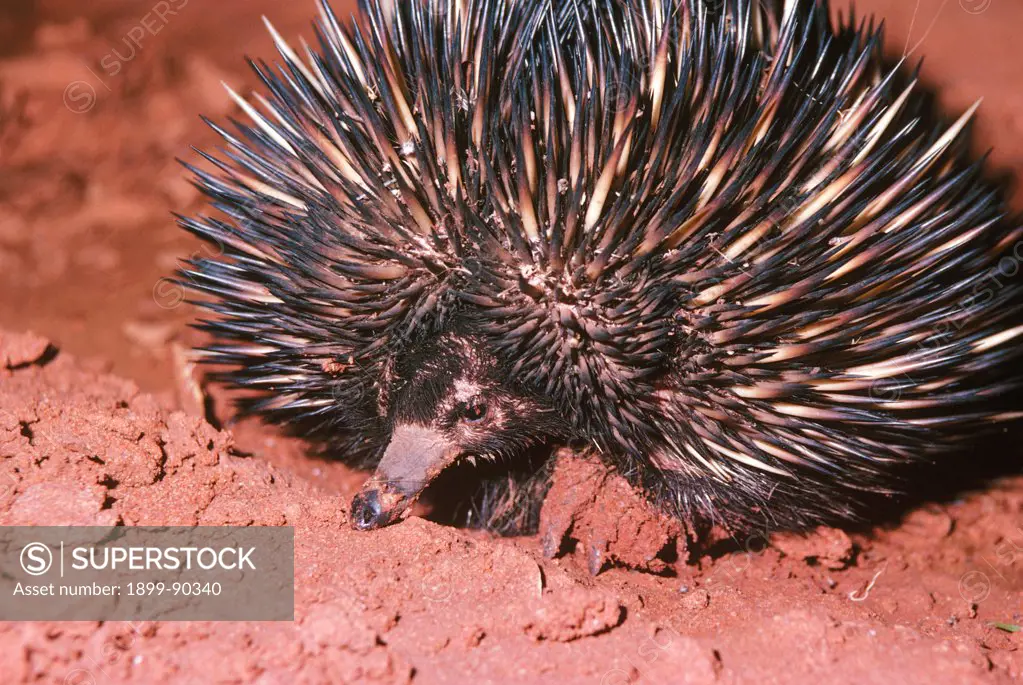 Short-beaked echidna (Tachyglossus aculeatus), digging for ants, the echidna ingests a lot of dirt with its food but as it has no teeth the grit is useful as an aid to the digestion of ants, termites etc, Western New South Wales, Australia. 01/11/1999