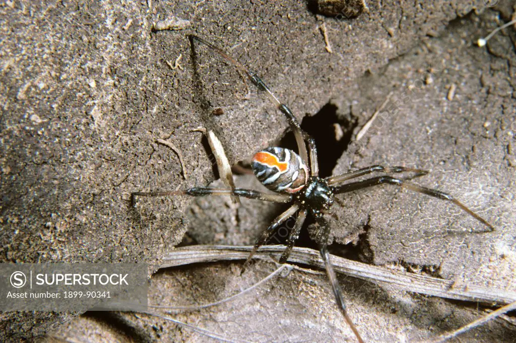 Redback spider (Latrodectus hasselti), juvenile female, the pattern on the abdomen will become black in the last moult, Queensland, Australia. 01/11/2001