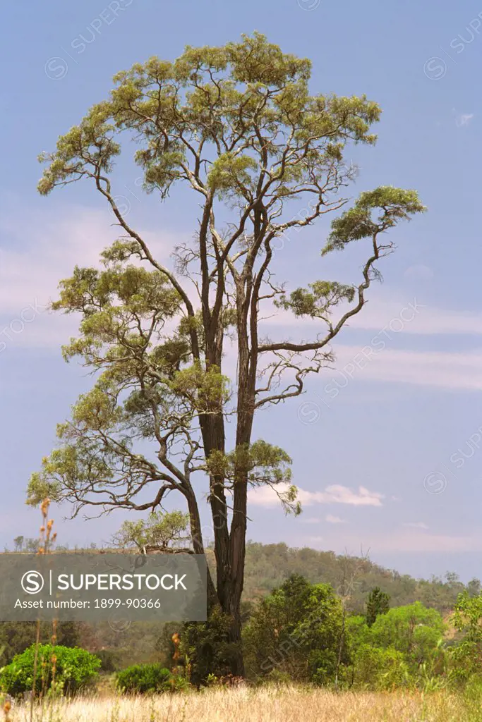 Brigalow (Acacia harpophylla), isolated tree, Southern Queensland, Australia. 01/11/2002