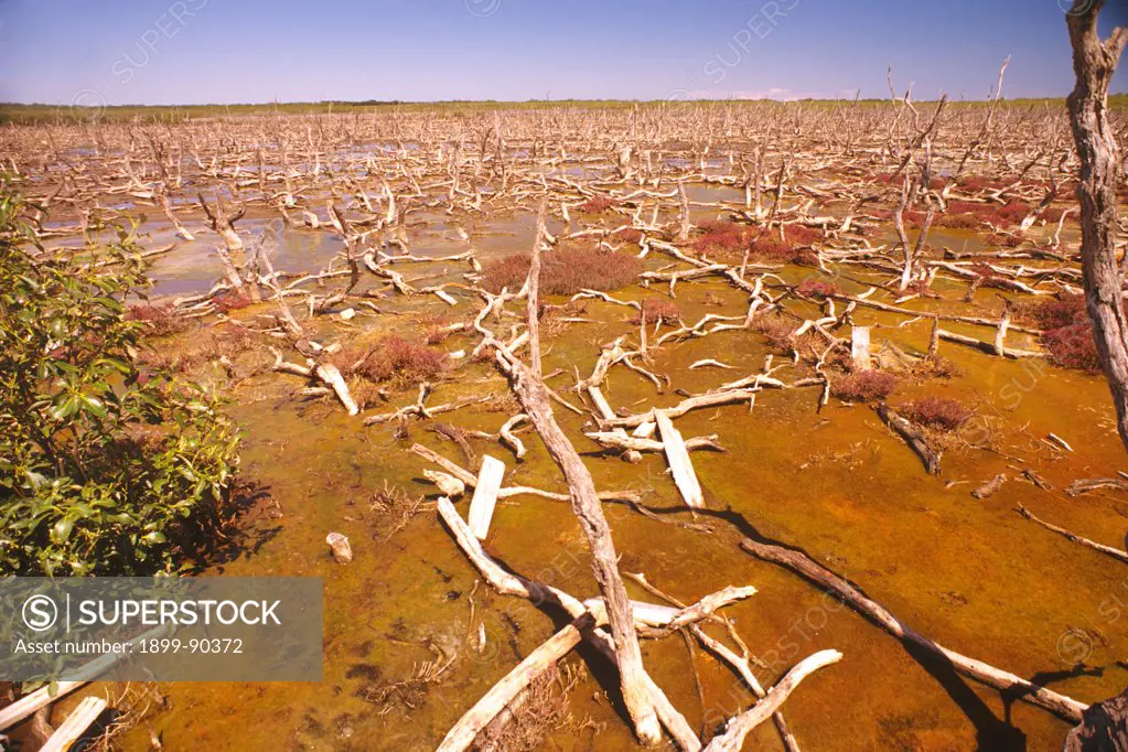 Dead mangrove forest in mismanaged coastal wetland, Australia. 01/11/2005