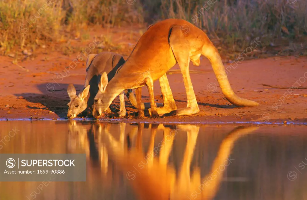 Red kangaroo (Macropus rufus), buck and blue flyer drinking, Thrushton National Park, southwestern Queensland, Australia. 01/11/1999