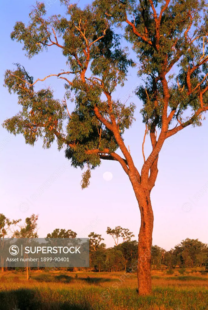 Gum-topped bloodwood (Corymbia erythrophloia), at sunset and moonrise, in open eucalypt woodland, though extensively cleared elsewhere, the natural cycles will continue here in the Goonderoo Bush Heritage Reserve, Near Emerald, Queensland, Australia. 01/11/1999