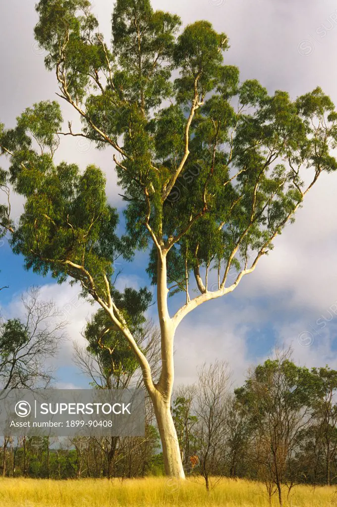 Spotted gum (Corymbia maculata), showing characteristic grey dimpling on the lower trunk, widespread on sandy soils up to 400 km from the coast in Eastern Australia, Spotted gum is used in silviculture and produces high quality timber, Queensland, Australia. 01/11/1999