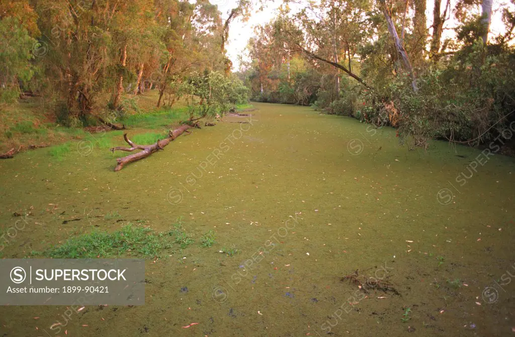Choked river showing eutrophication caused by chemical nutrients, Boyne River, Queensland, Australia. 01/11/2001